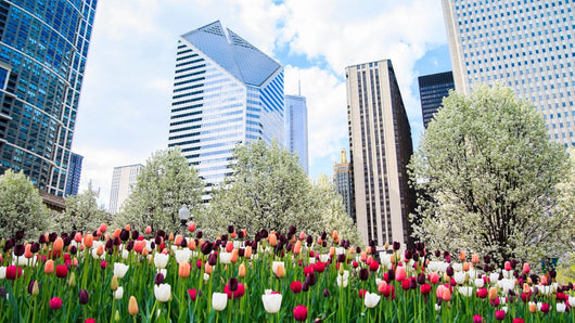 Top Floral Trends in Chicago: What's Popular This Year?