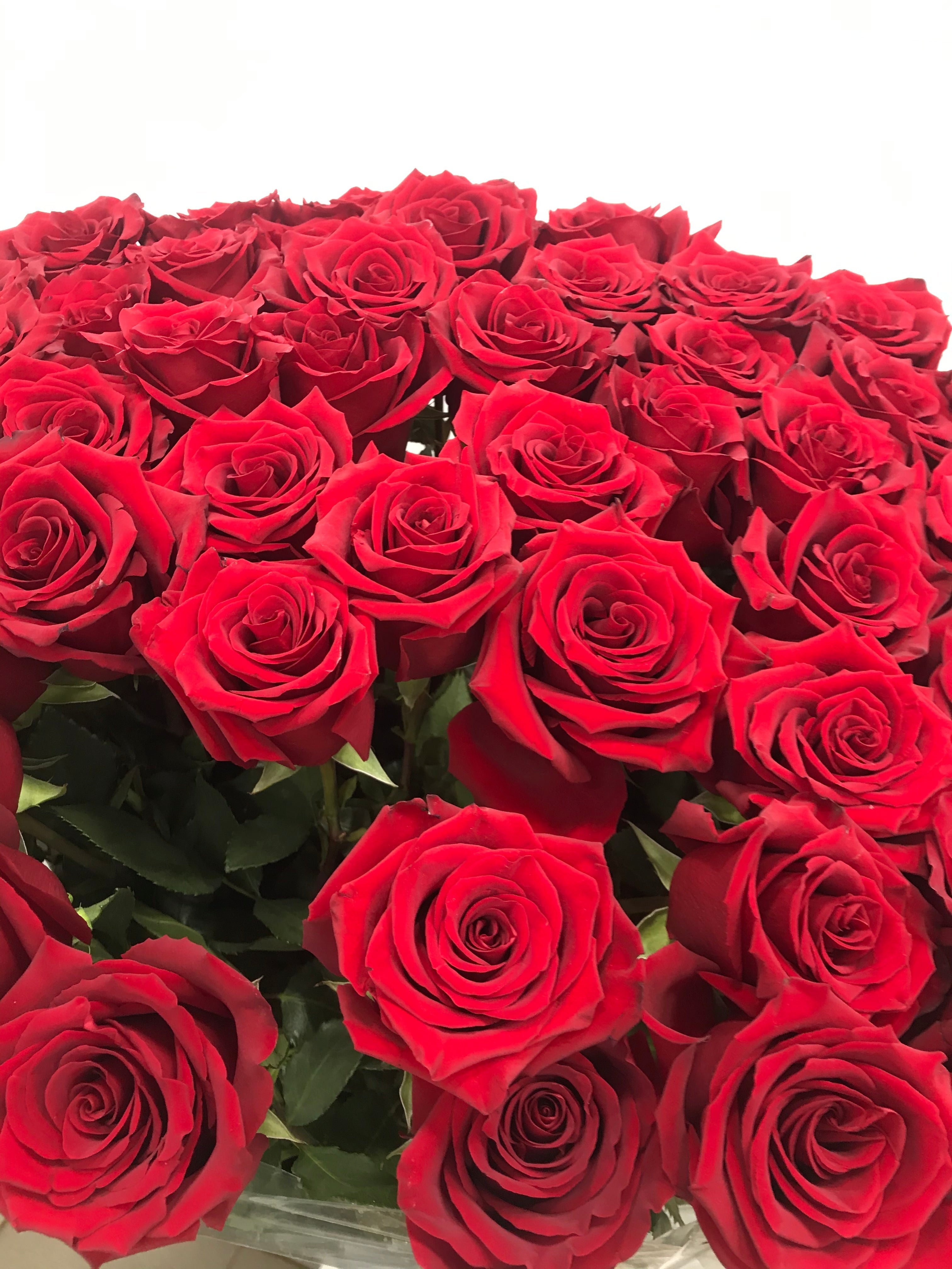 Long Premium Roses from Ecuador