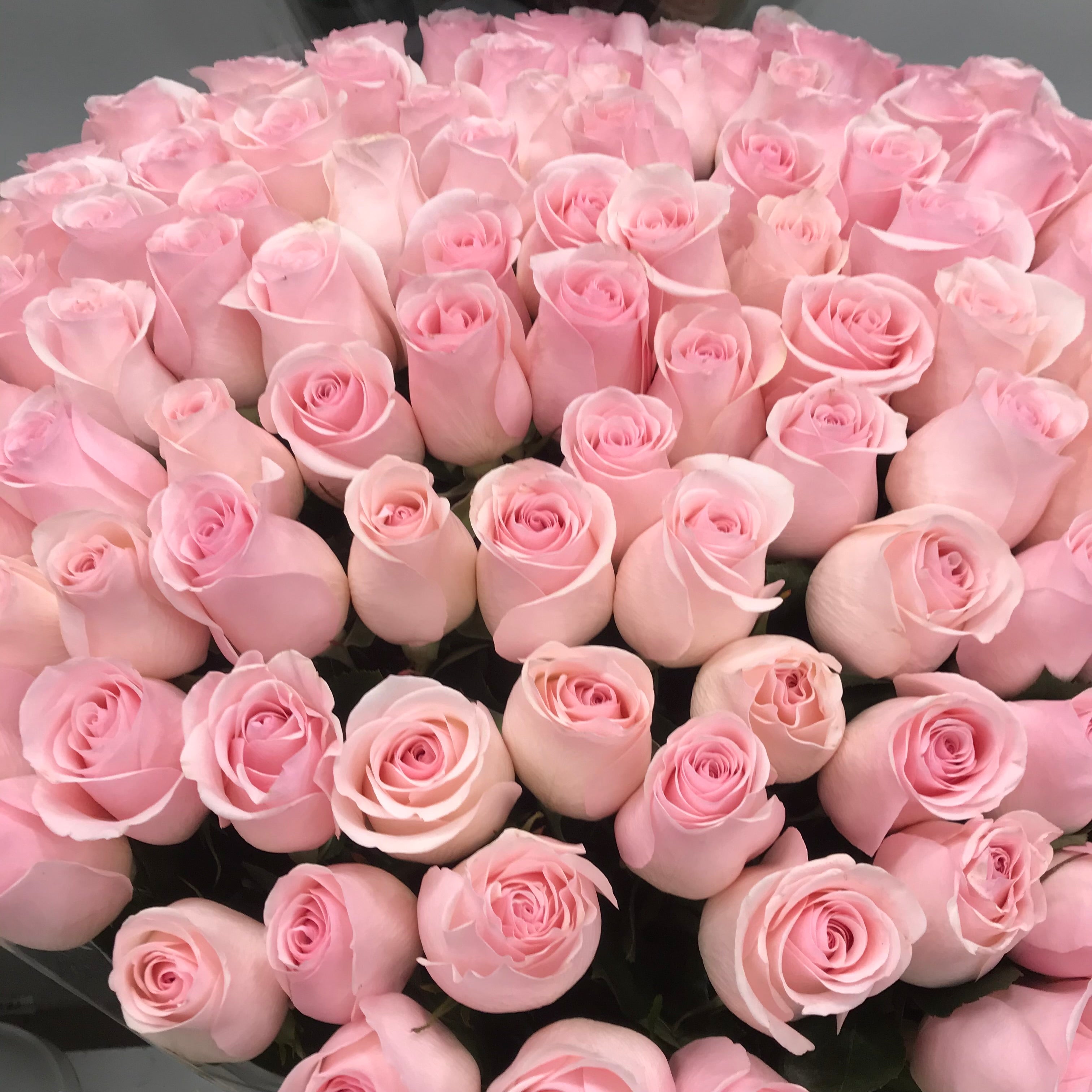 Pink roses